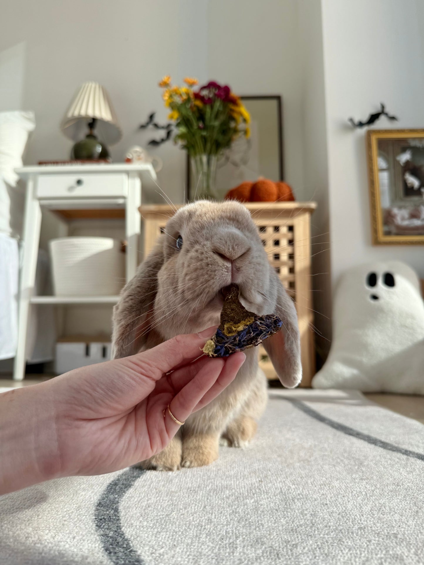 Halloween Binky Bundle
