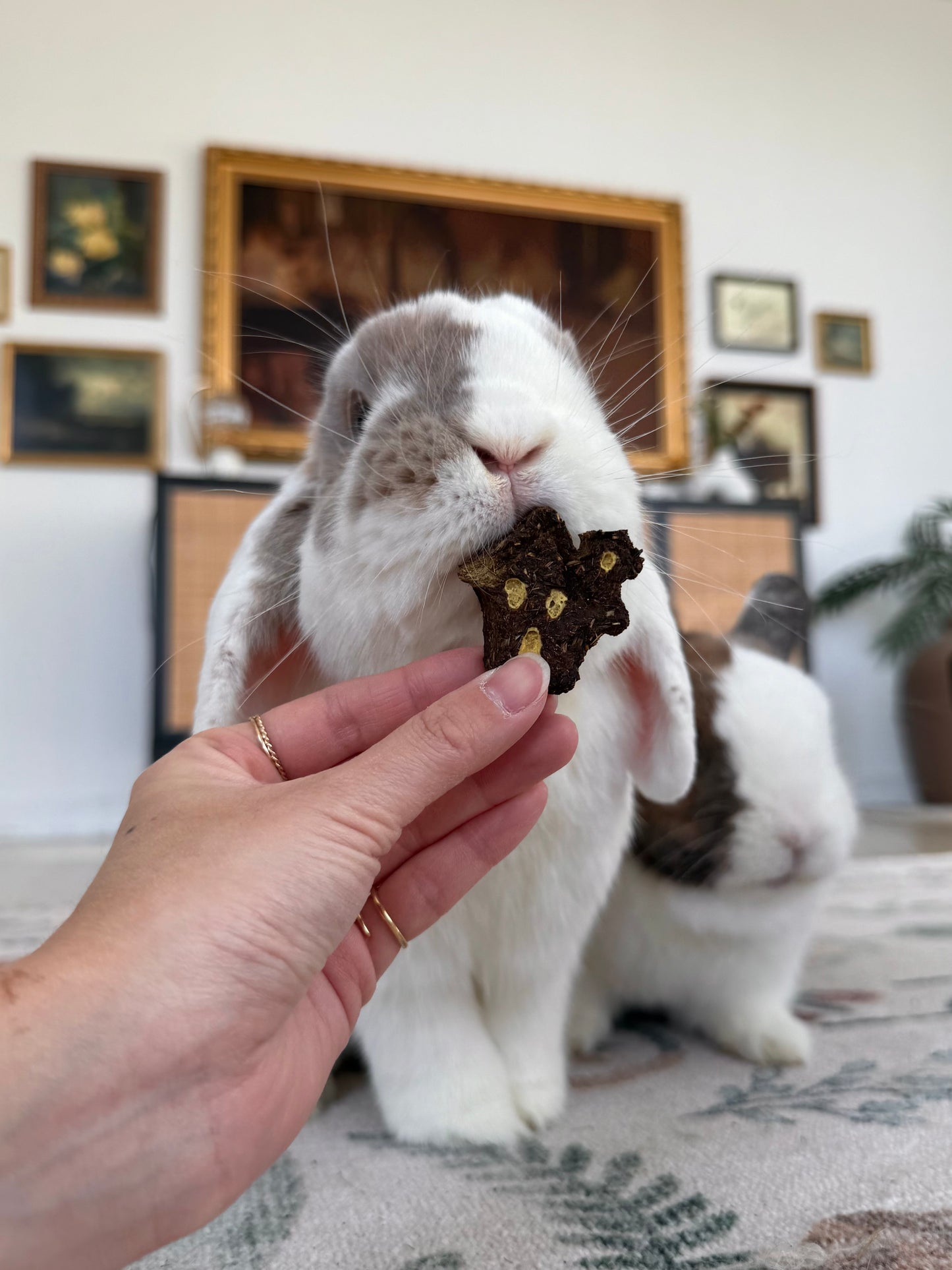 Halloween Binky Bundle