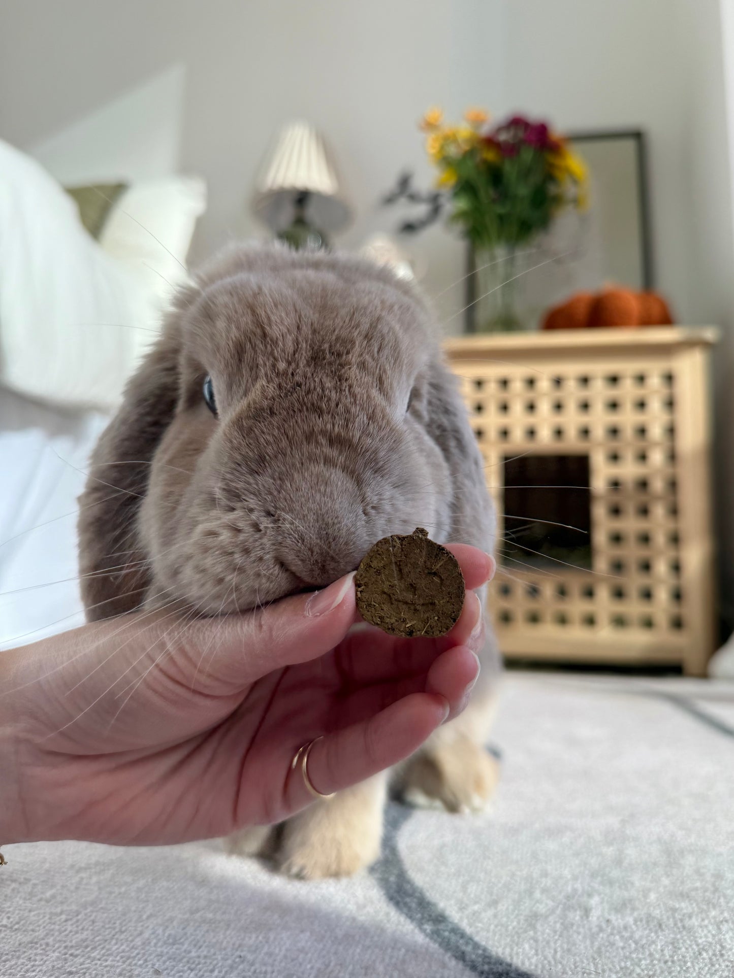 Halloween Binky Bundle