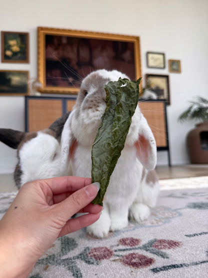 Kale Chips