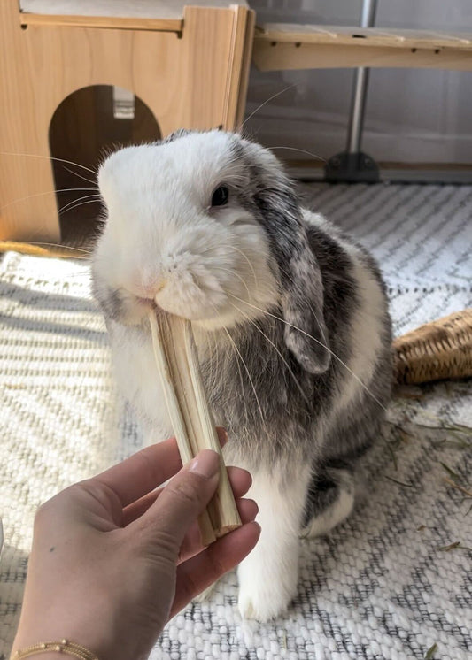 Bamboo Chew