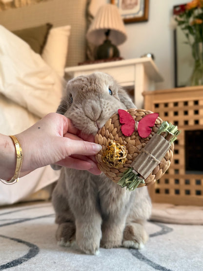 Spring Binky Bundle